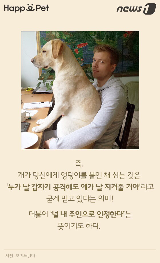 멍멍이가 펑퍼짐한 엉덩이를 들이민다고요? | 인스티즈