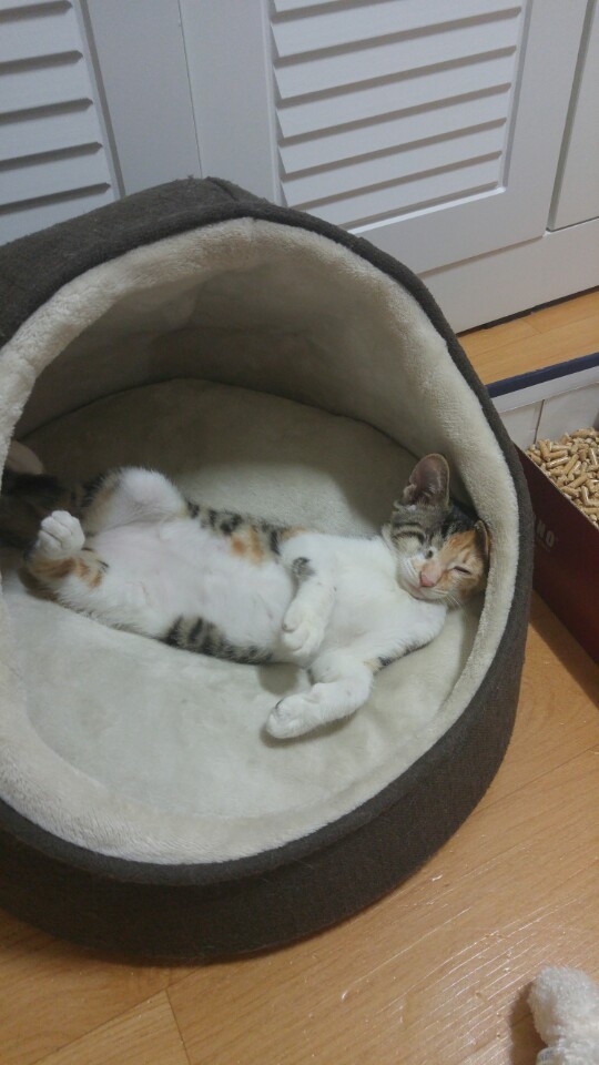 얌이 이미지