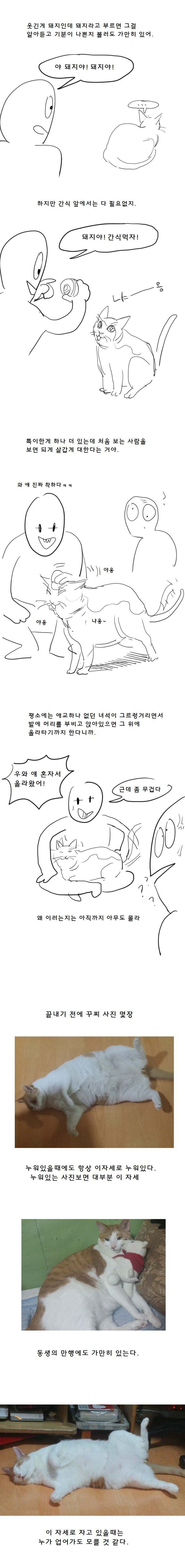 우리집 똥고양이 이야기 | 인스티즈