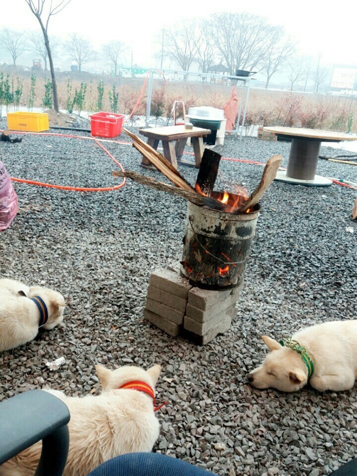 창녕 매실이 이야기를 아시나요?개소주가 되어서 돌아온 우리 매실이를 기억해주세요. 동물보호법강화를 위해 관심가져주세요 | 인스티즈