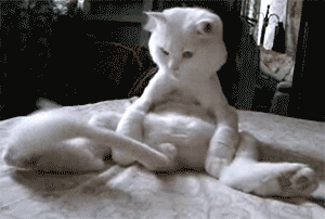 꼬리랑 노는 고양이들.gif | 인스티즈