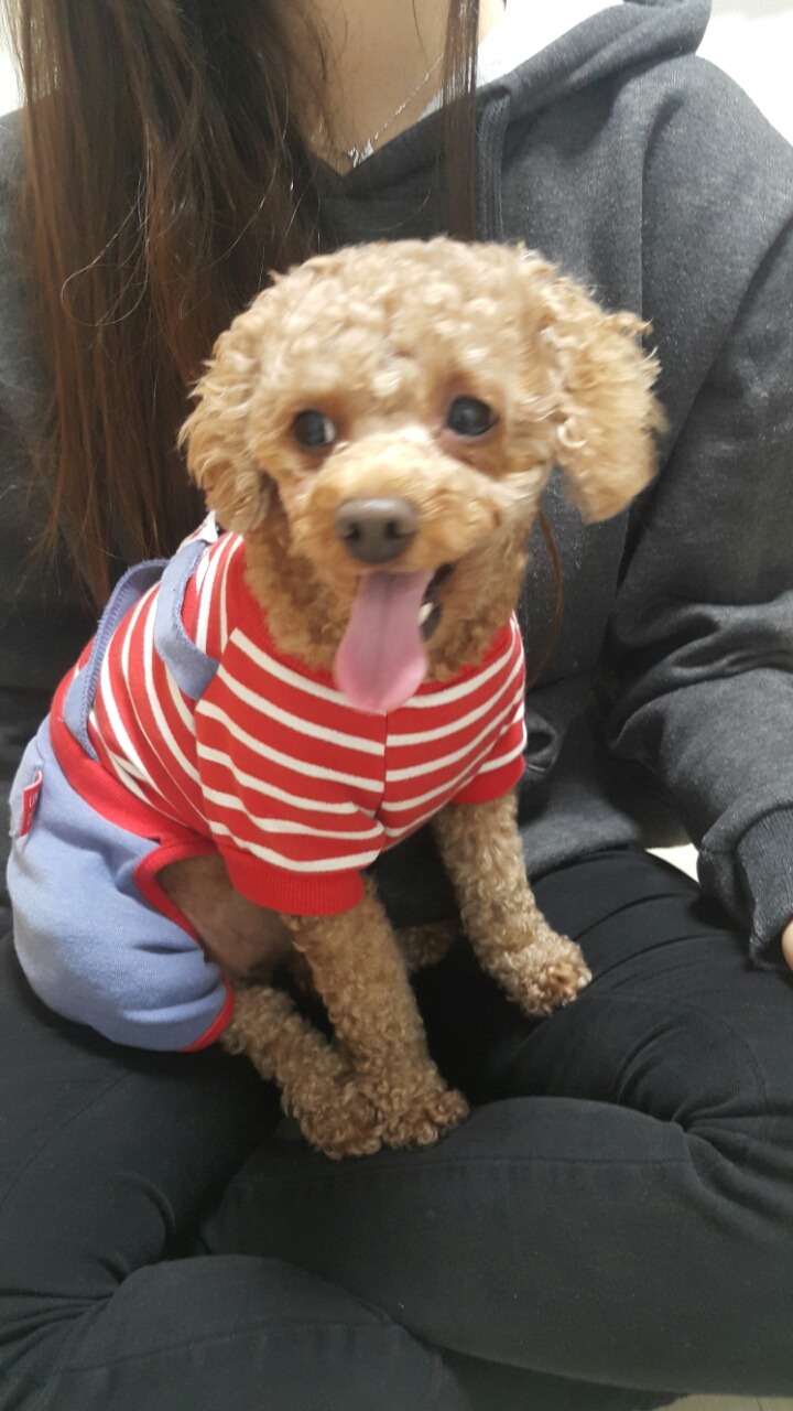 서울특별시 서대문구 홍제역에서 강아지를 데려와 보호하고 있습니다 | 인스티즈