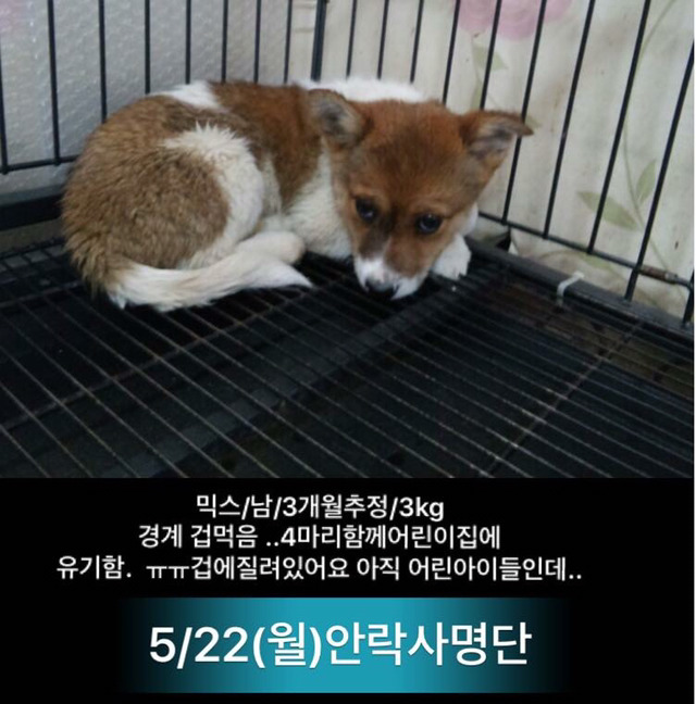 이틀 뒤인 22일 안락사 명단이야.. 너무 이쁜아가들 밖에 없어.. 한번만 도와주라.. | 인스티즈