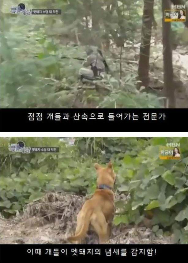 맷돼지를 추격하는 개ㄷㄷ | 인스티즈