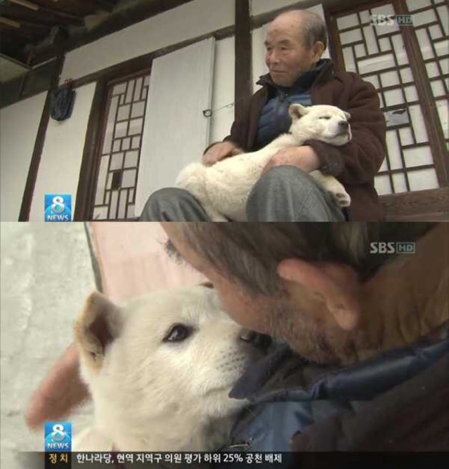 할아버지를 살린 2개월 아기풍산개 | 인스티즈