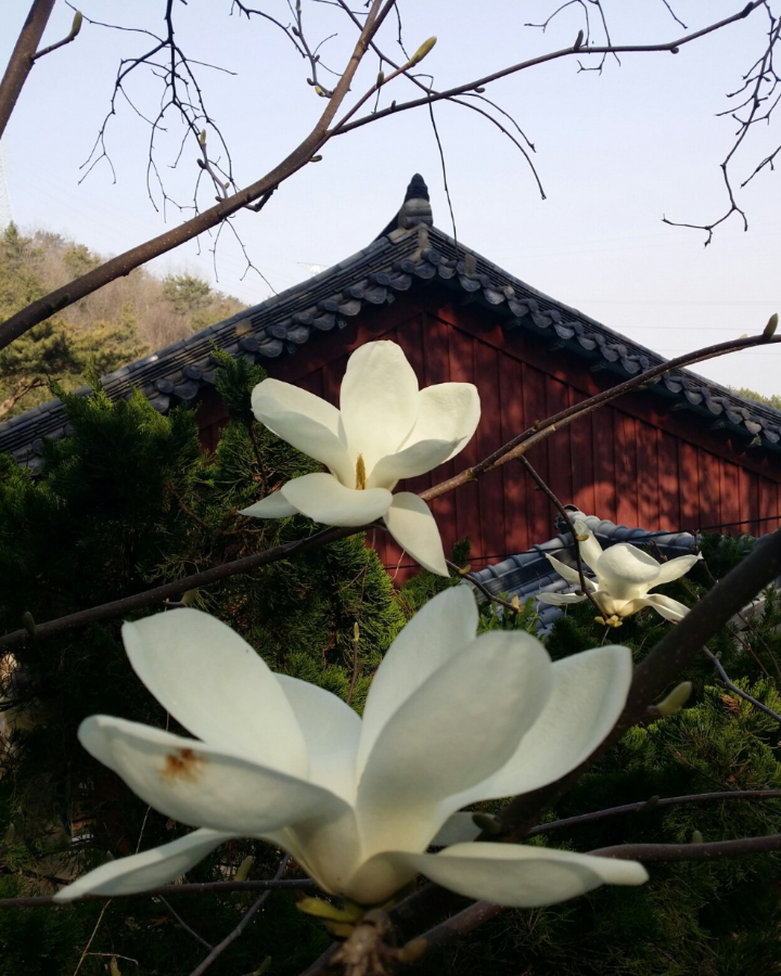 석향 이미지