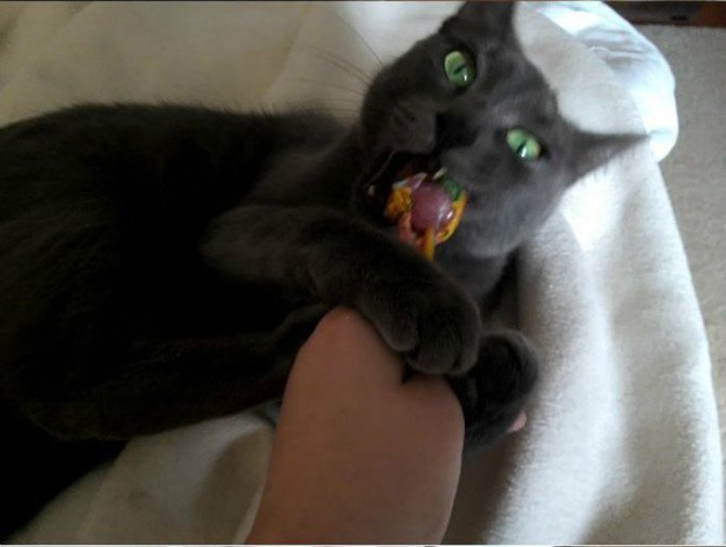 츄스 이미지