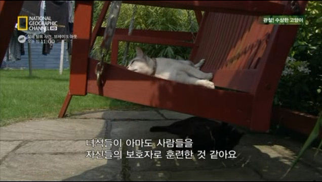 고양이와 다른 애완동물들의 차이점 | 인스티즈