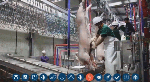 현대 기계식 돼지 도축.gif (혐오주의) | 인스티즈