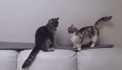 고양이+토끼 | 인스티즈