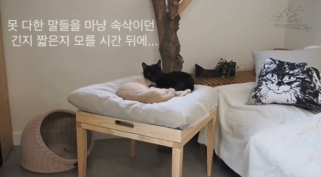 내 고양이의 장례식(슬픔주의) | 인스티즈