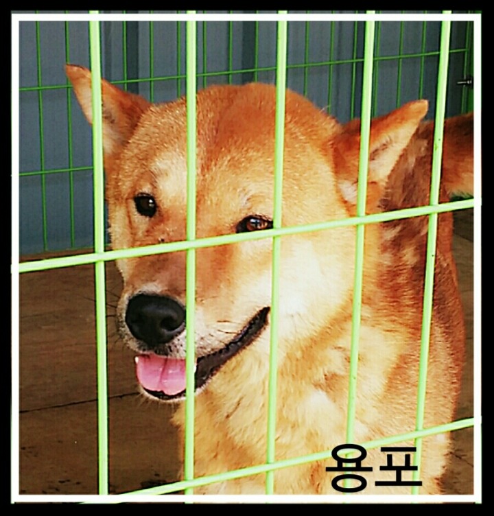 달자 이미지