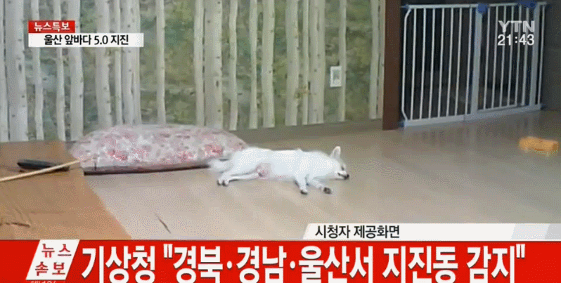 2016년 바보년 사건사고 | 인스티즈