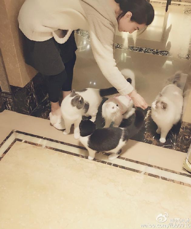 판빙빙 고양이.jpg | 인스티즈