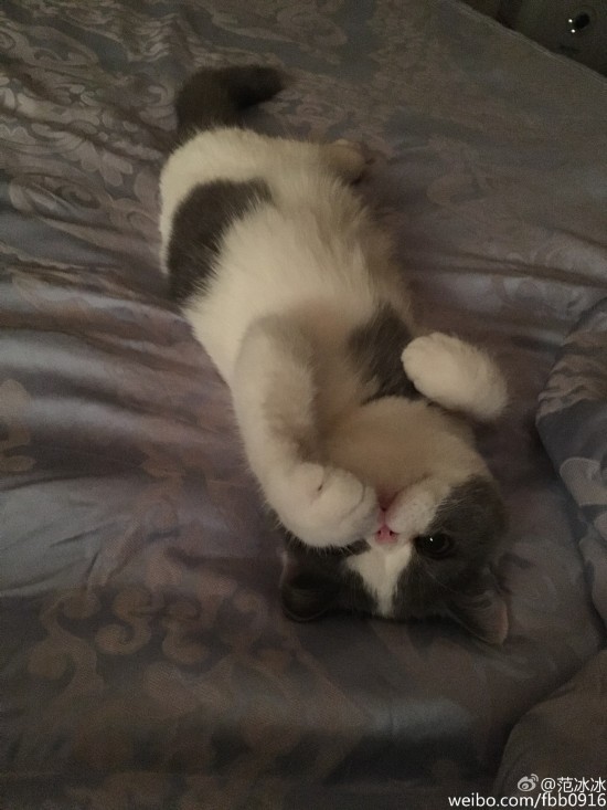 판빙빙 고양이.jpg | 인스티즈