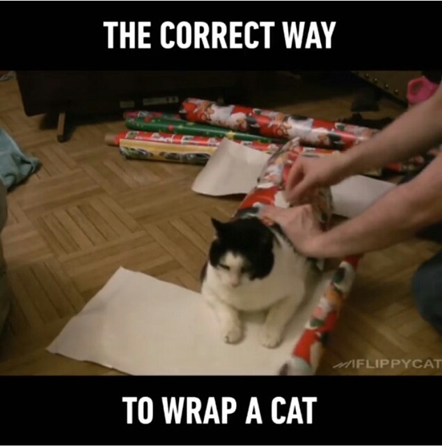 고양이 포장방법 | 인스티즈