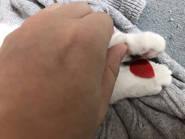 고양이가 이상한 자세로 있어서 살펴 봤더니 | 인스티즈