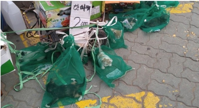 제품처럼 판매되고 있는 고양이들 | 인스티즈