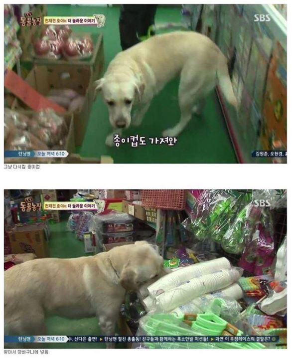 동물농장에 나온 역대급 천재 개ㄷㄷ | 인스티즈