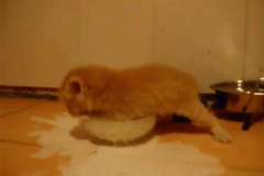 우유 처음 마시는 아기 고양이.GIF | 인스티즈