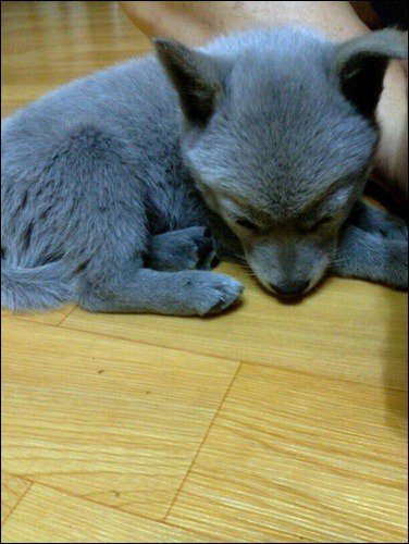 짱예인 러시안블루 털색 시골 강아지 | 인스티즈