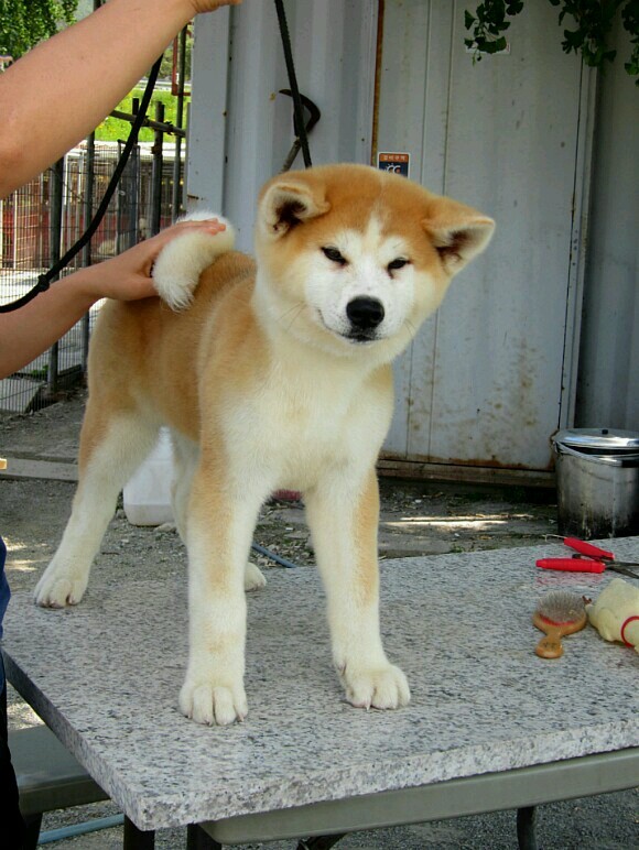 카이반 이미지