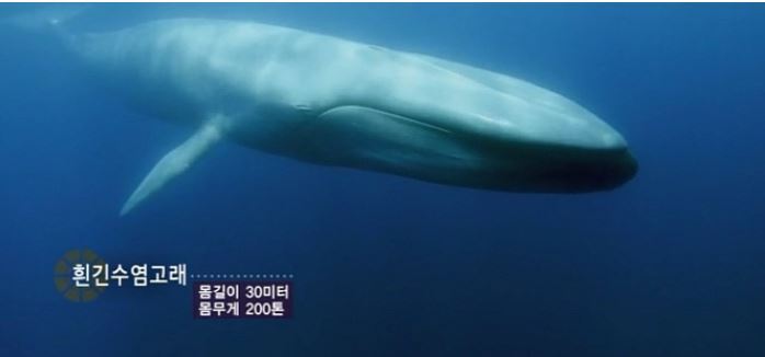  지구상에서 가장 거대한 동물 | 인스티즈