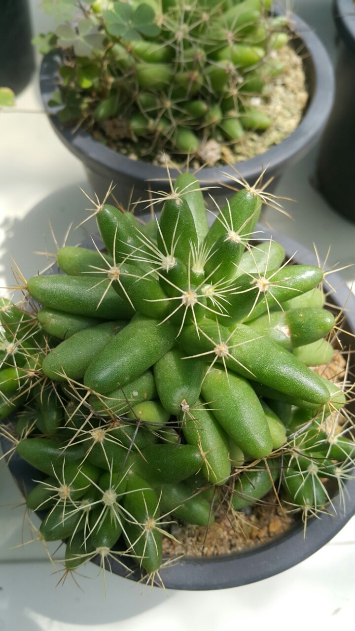 까시 이미지