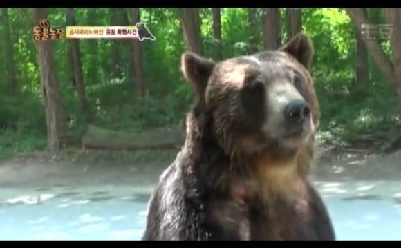 동물농장 - 공격당한 암컷 곰 | 인스티즈