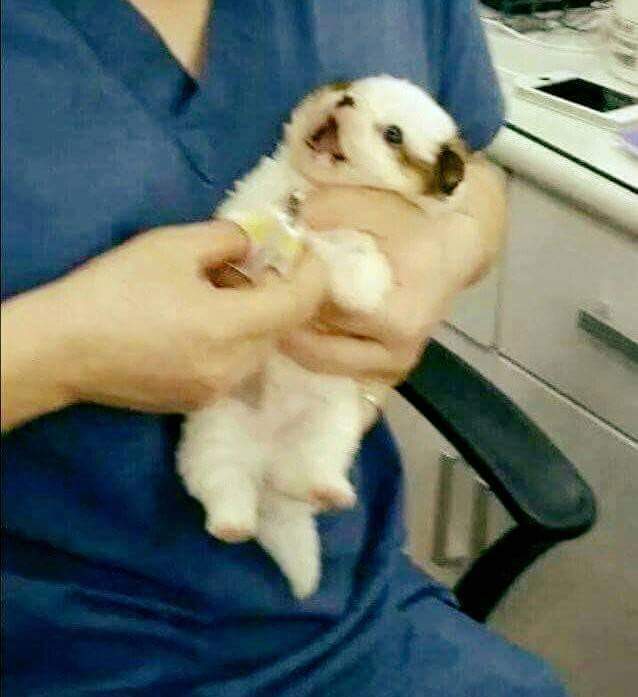 강아지와 고양이의 손톱깎을때 차이 | 인스티즈