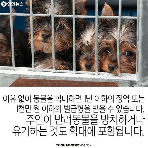 카드뉴스 늘어나는 반려동물…법 미리 알아두자 | 인스티즈