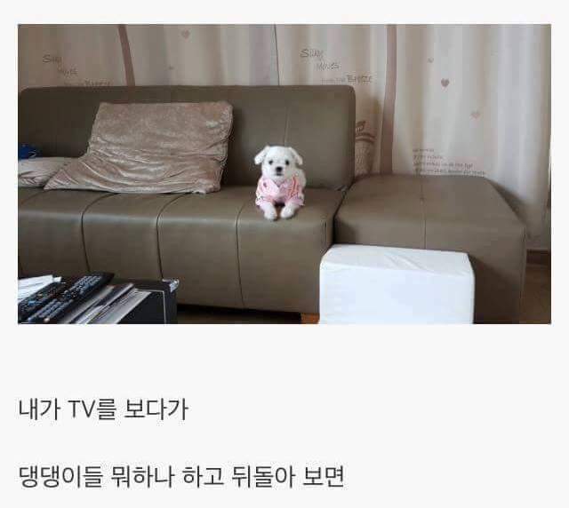 강아지를 키우면 생기는일.jpg | 인스티즈