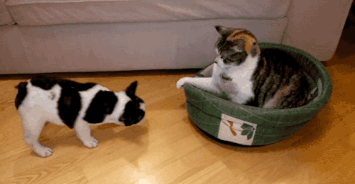 냥아치: 계속 해봐 .gif | 인스티즈