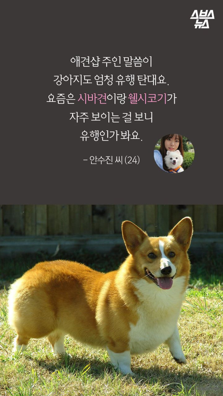 개들도 유행을 탄다.JPG | 인스티즈