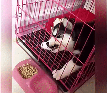 신개념 동물학대.gif | 인스티즈