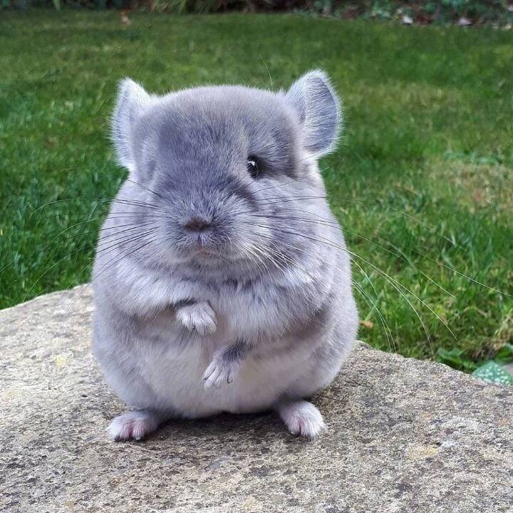 새끼 친칠라의 위험성 ㄷㄷㄷ.gif | 인스티즈