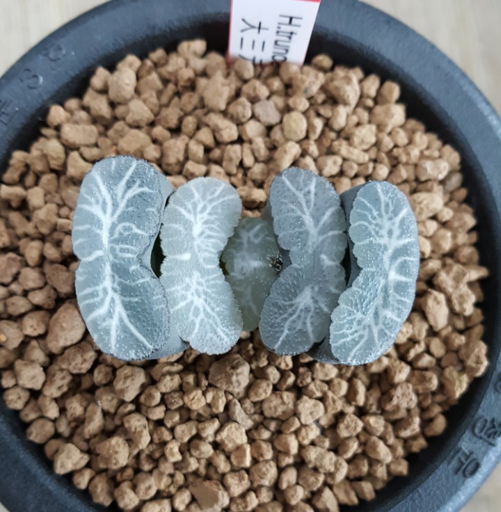 대삼원 이미지