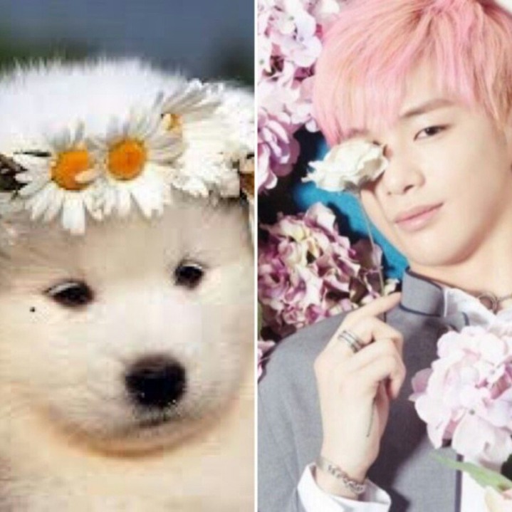 강아지중에 가장 사람닮은듯한 강다니엘 사진모음.jpg | 인스티즈