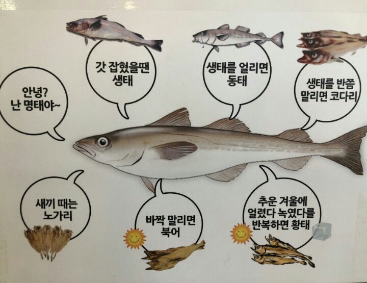 이름이 7개 있는 생선 | 인스티즈