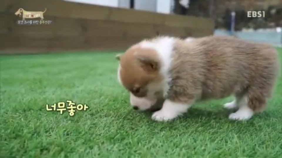강아지 때문에 심정지 온 조련사 | 인스티즈