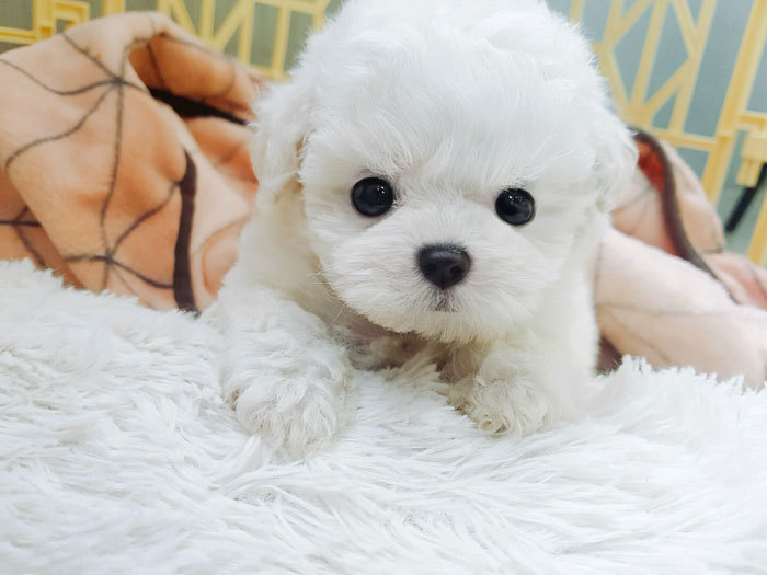 흰둥이 이미지