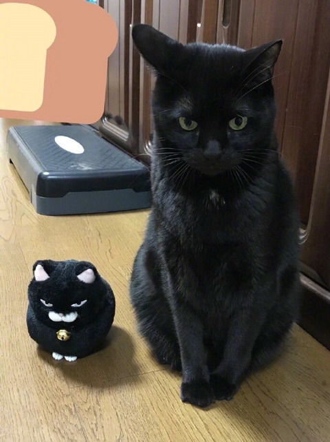 큰 고양이 작은 고양이 | 인스티즈