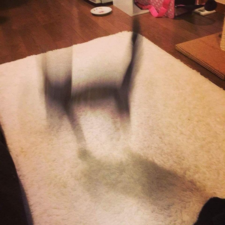 망한 고양이 사진대회 | 인스티즈