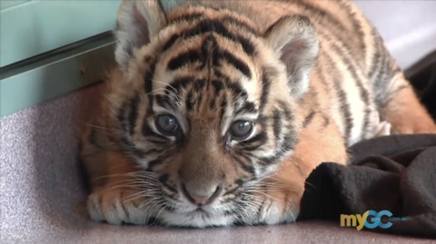 위엄 넘치는 맹수들 사진 ㄷ ㄷ ㄷ | 인스티즈