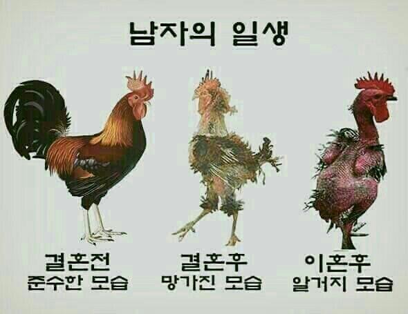 꼬끼오 이미지