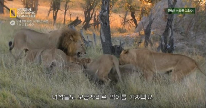 고양이가 사람과 살게 된 이유.jpg | 인스티즈