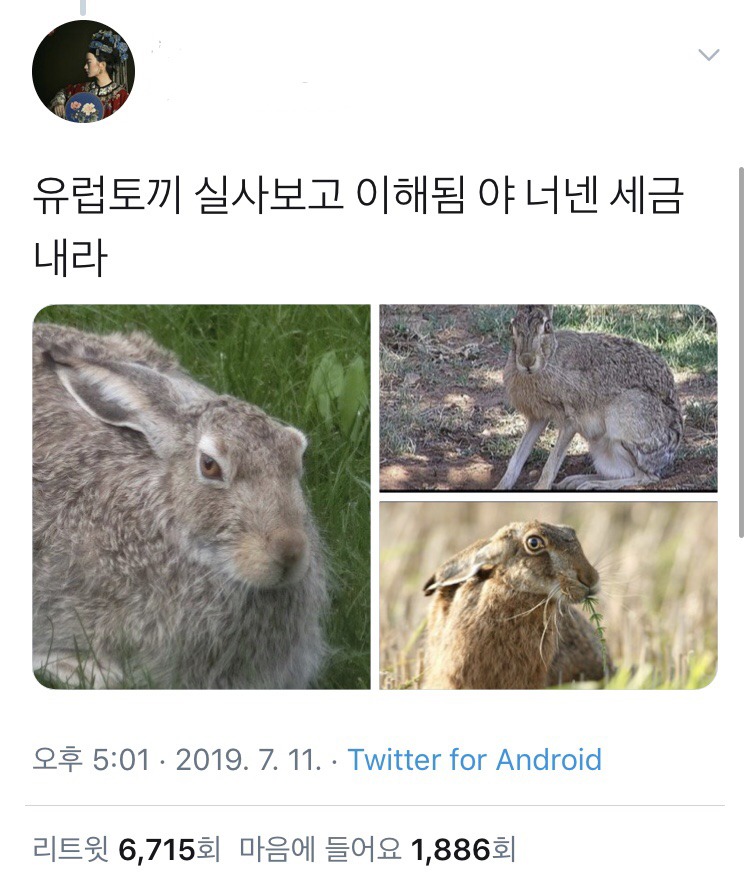 옛날 유럽인들의 토끼 그림이 이상했던 이유 | 인스티즈