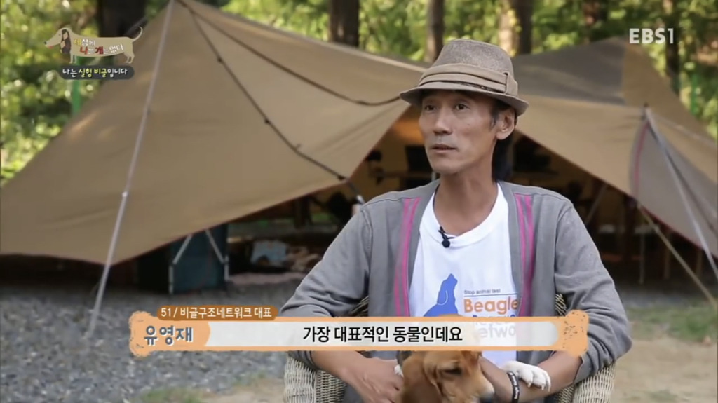 실험 비글을 아십니까? 동물실험에서 가장 많이 사용되는 견종.jpg (맴찢주의) | 인스티즈
