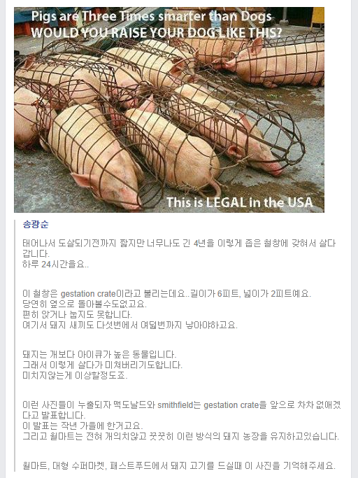 미국에서 돼지 키우는 방법... | 인스티즈