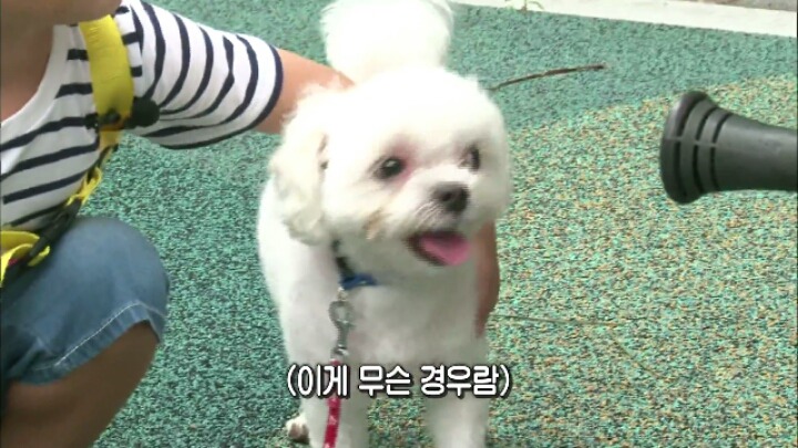 댕댕이 한테 미안해서 미끄럼틀 타러 못가는 대박이 ㅋㅋㅋJPG | 인스티즈
